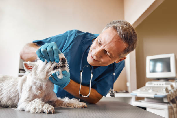 Best Broken or Chipped Tooth Repair in League City, TX